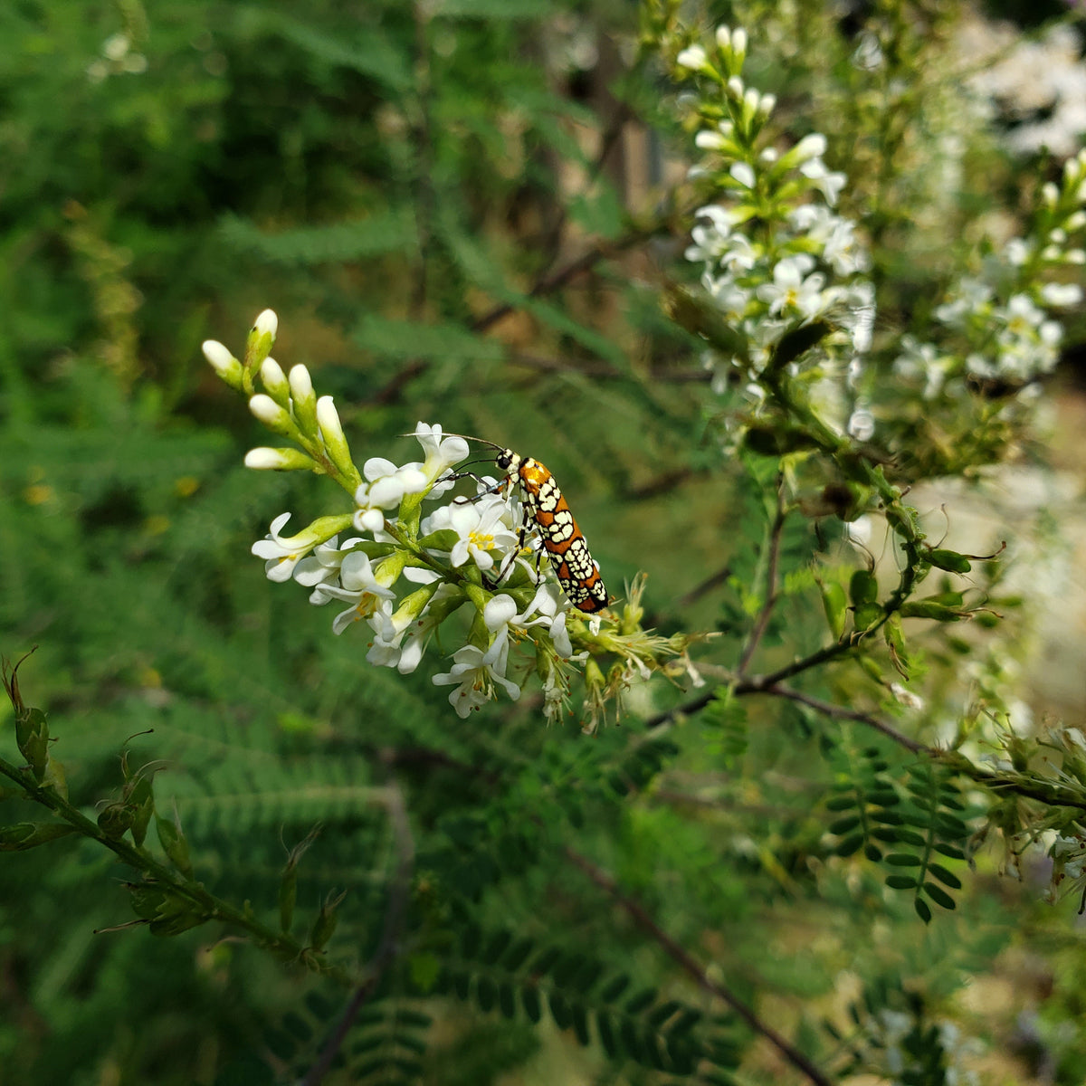 Texas kidneywood (Eysenhardtia texana)