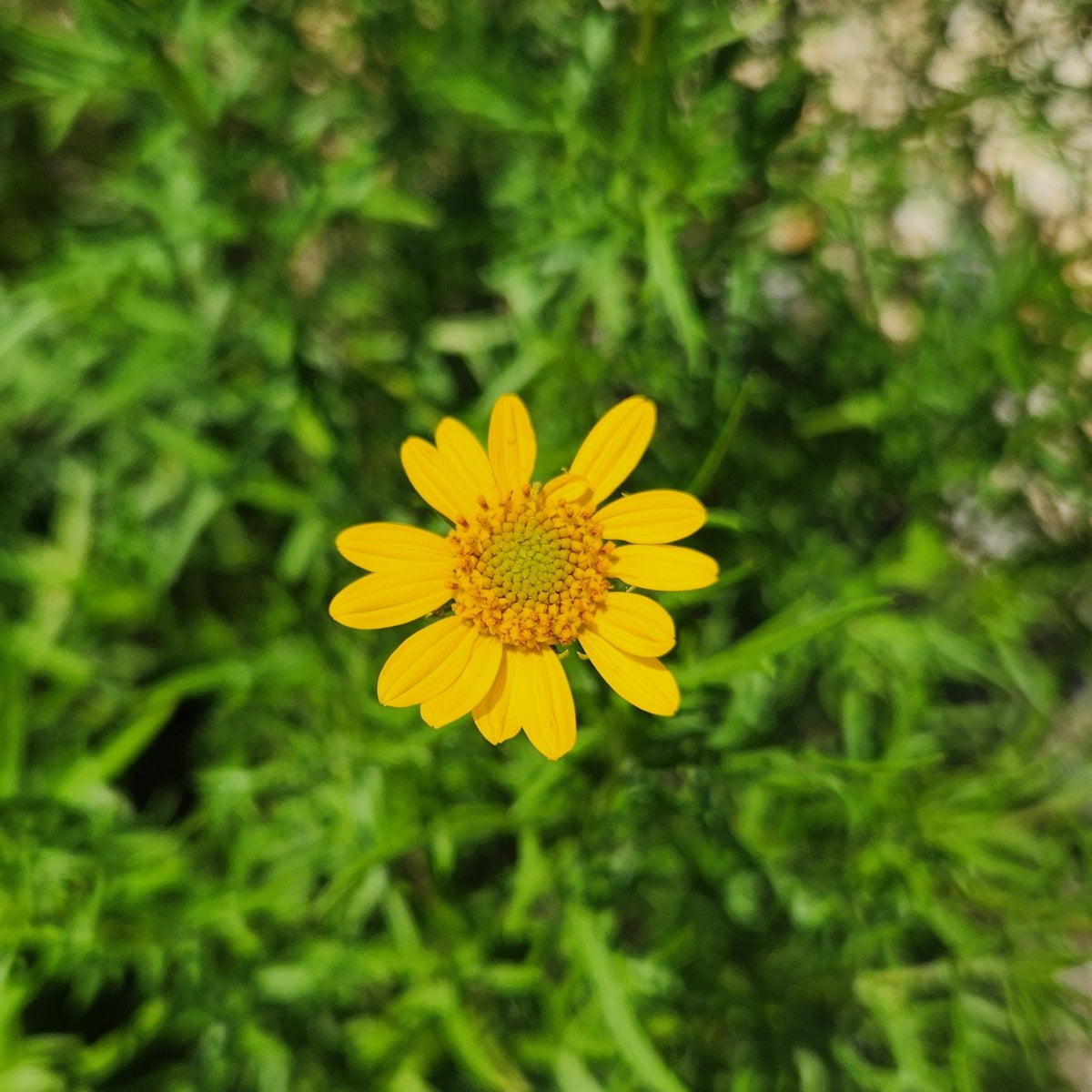 Sidneya tenuifolia (Skeleton-leaf Goldeneye)