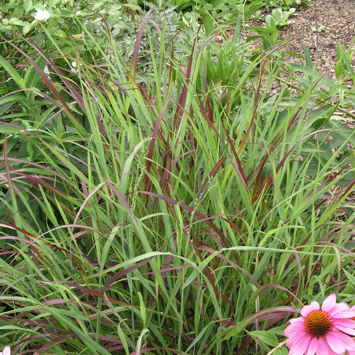Panicum virgatum (Switchgrass 'Shenandoah')