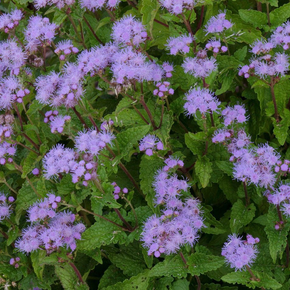Conoclinium coelestinum (Blue Mistflower)