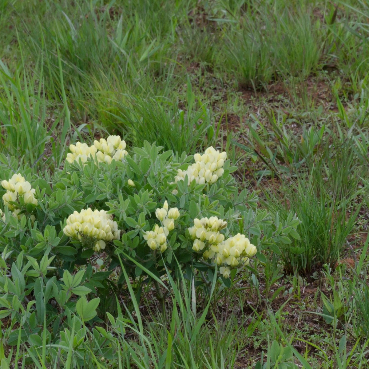 Baptisia bracteata (Cream Wild Indigo)