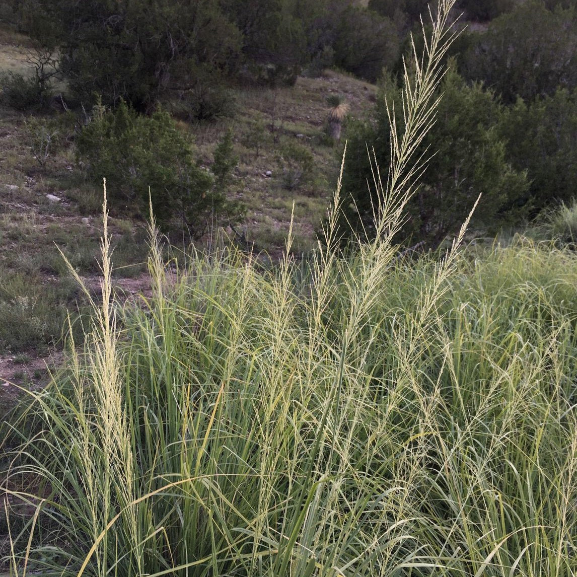 Sporobolus wrightii (Big Sacaton)