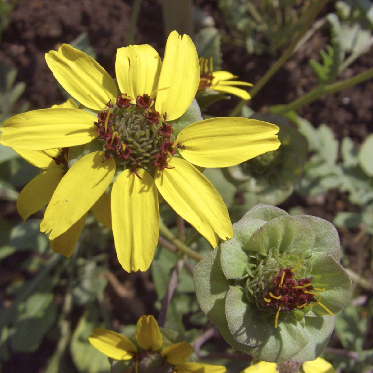 Berlandiera lyrata (Chocolate Daisy)