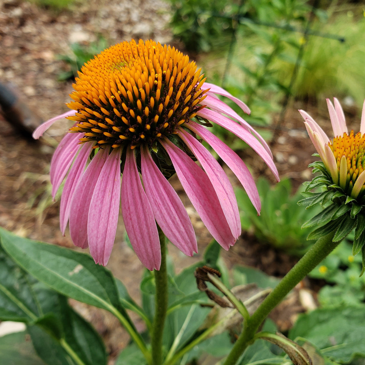 Echinacea purpurea (Purple Coneflower)