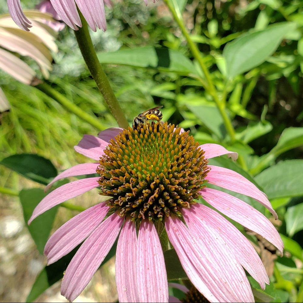 Echinacea purpurea (Purple Coneflower)