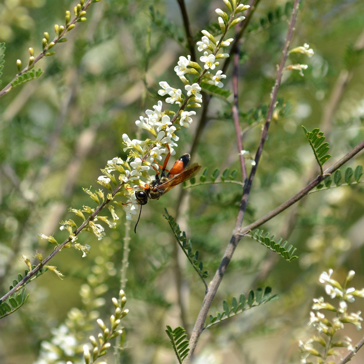 Texas kidneywood (Eysenhardtia texana)