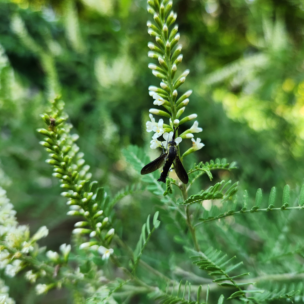 Texas kidneywood (Eysenhardtia texana)
