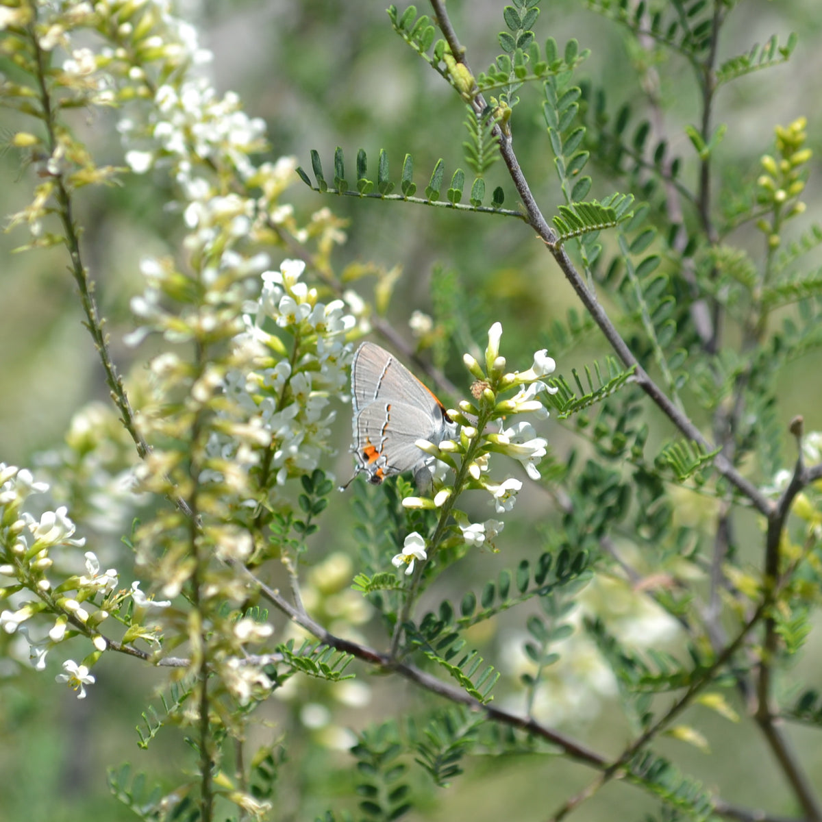 Texas kidneywood (Eysenhardtia texana)