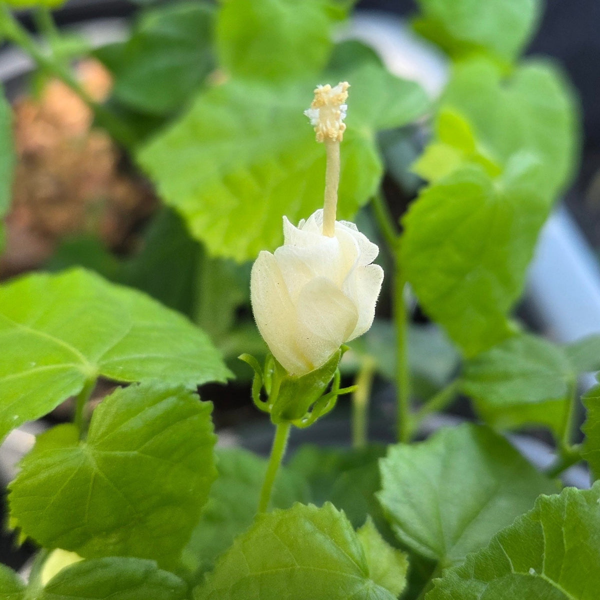 Malvaviscus arboreus var. drummondii white