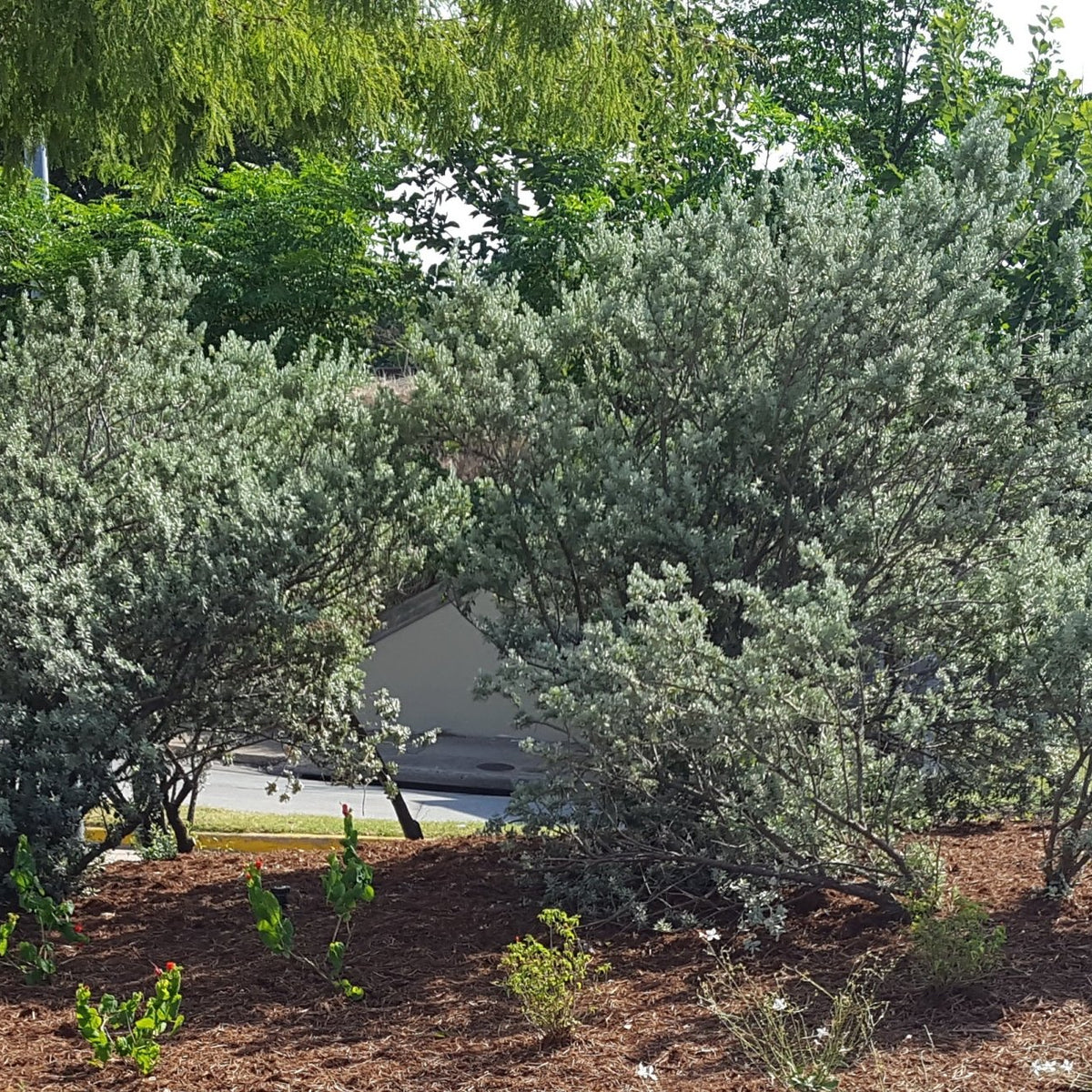 Leucophyllum frutescens (Texas Sage 'Compacta')