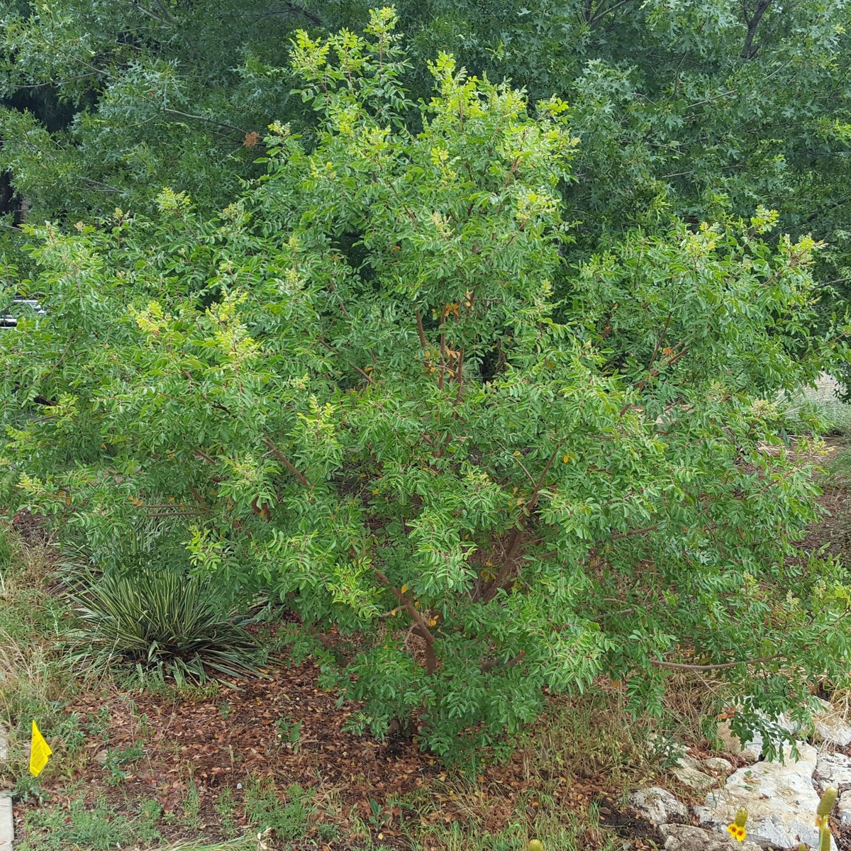 Rhus virens (Evergreen Sumac)