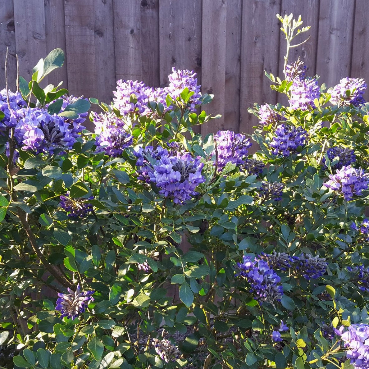 Texas mountain laurel (Sophora secundiflora)