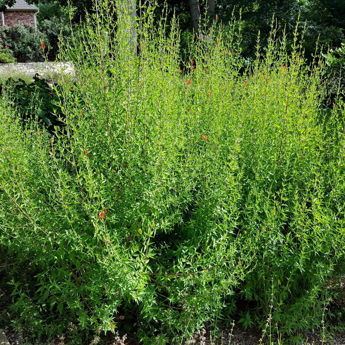 Hummingbird bush (Anisacanthus quadrifidus var. wrightii)