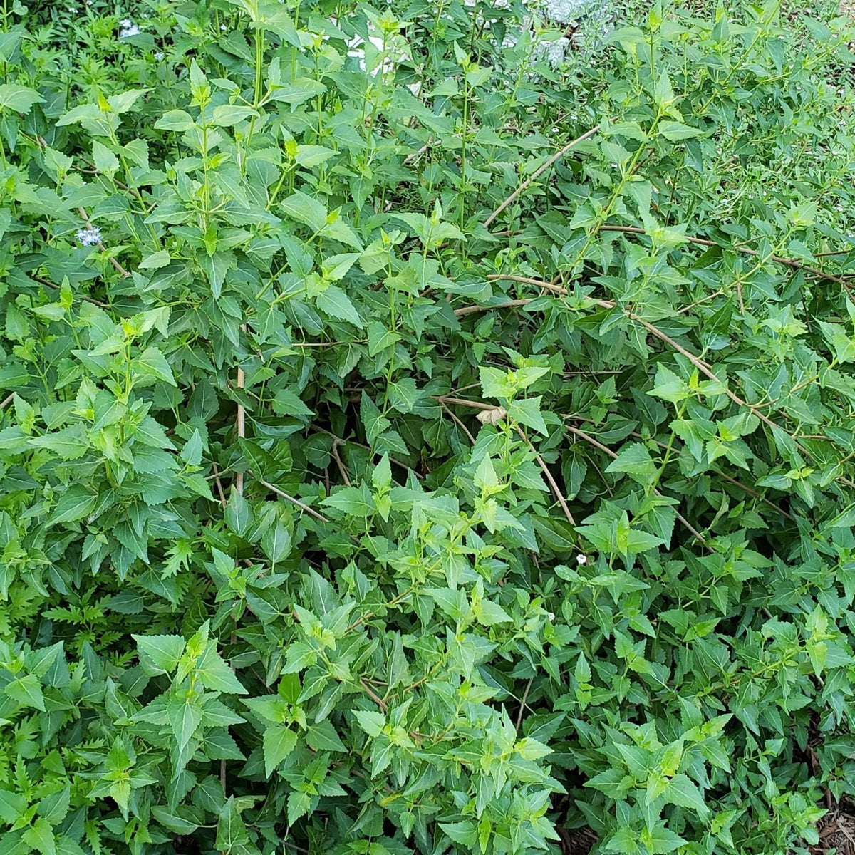 Shrubby boneset (Ageratina havanensis)
