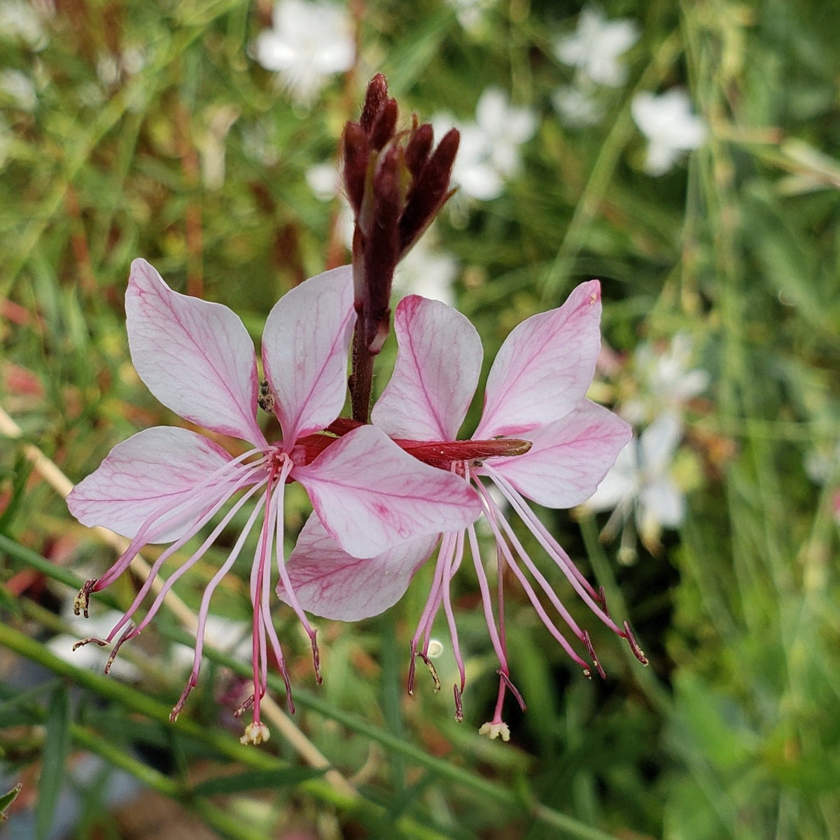 Oenothera lindheimeri 'Belleza Dark Pink' (Gaura 'Belleza Dark Pink')