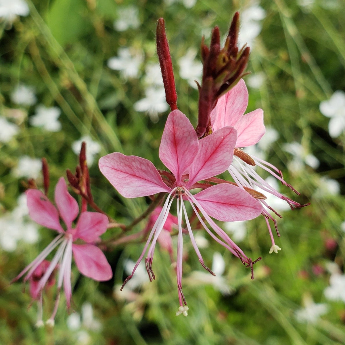 Oenothera lindheimeri 'Belleza Dark Pink' (Gaura 'Belleza Dark Pink')