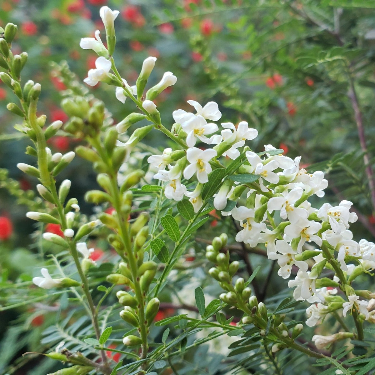 Texas kidneywood (Eysenhardtia texana)