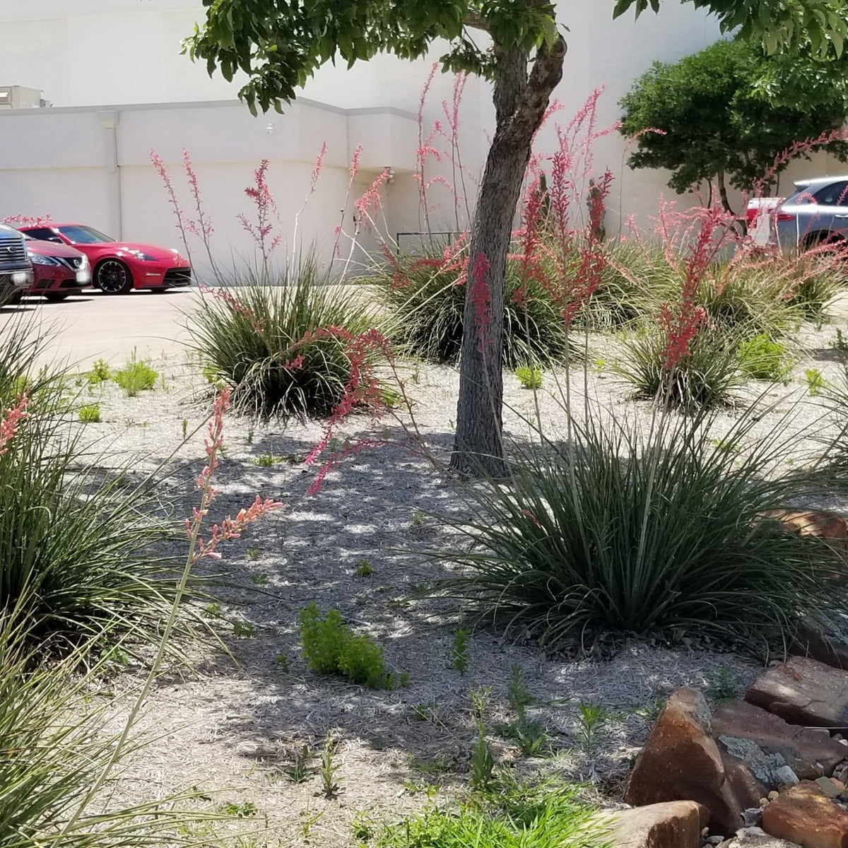Yucca, Red (Hesperaloe parviflora)