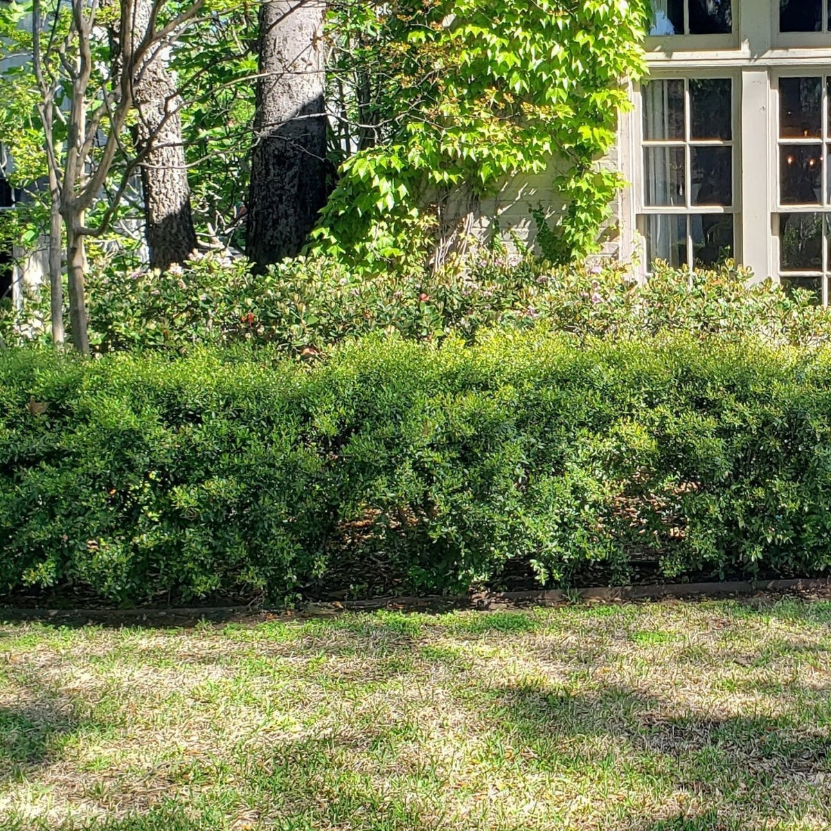 Ilex vomitoria 'Nana' (Dwarf Yaupon Holly 'Nana')