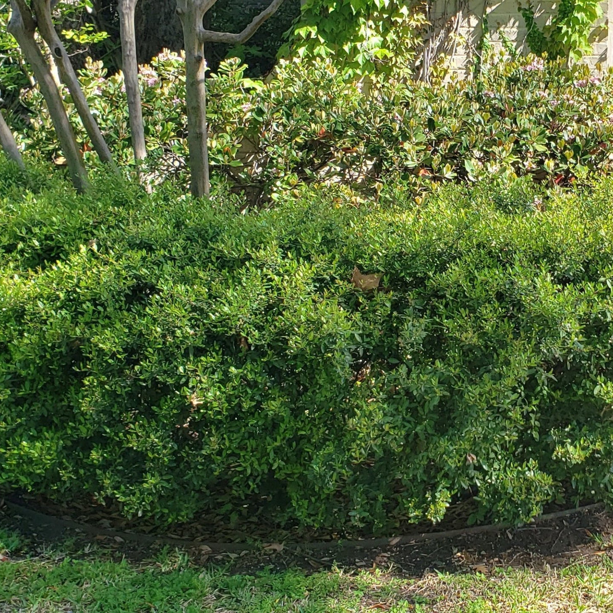 Ilex vomitoria 'Nana' (Dwarf Yaupon Holly 'Nana')