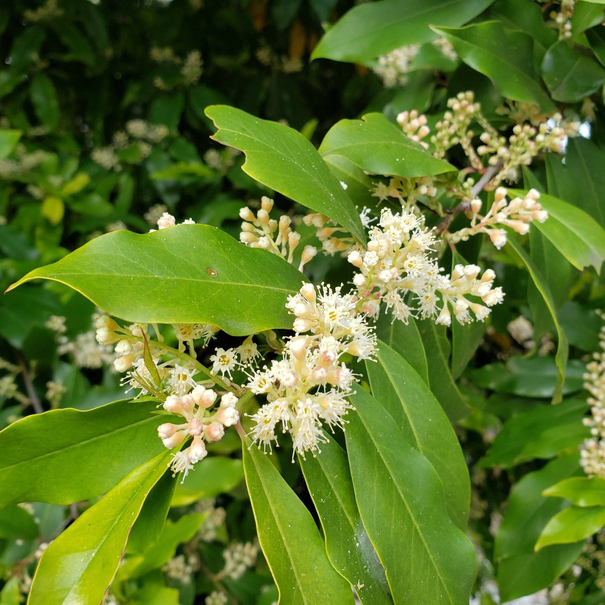 Prunus caroliniana (Cherry Laurel)