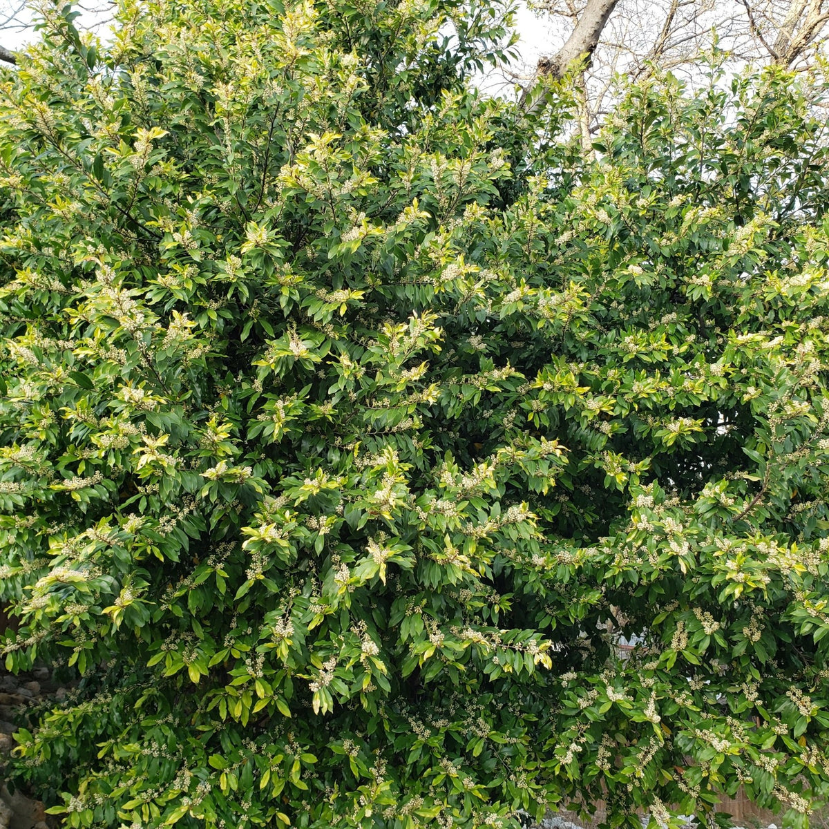 Prunus caroliniana (Cherry Laurel)