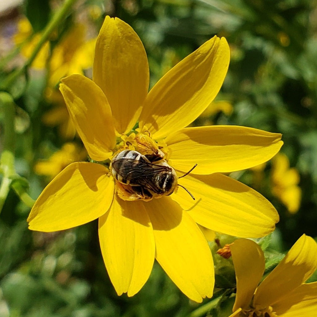 Engelmannia peristenia (Cutleaf Daisy)
