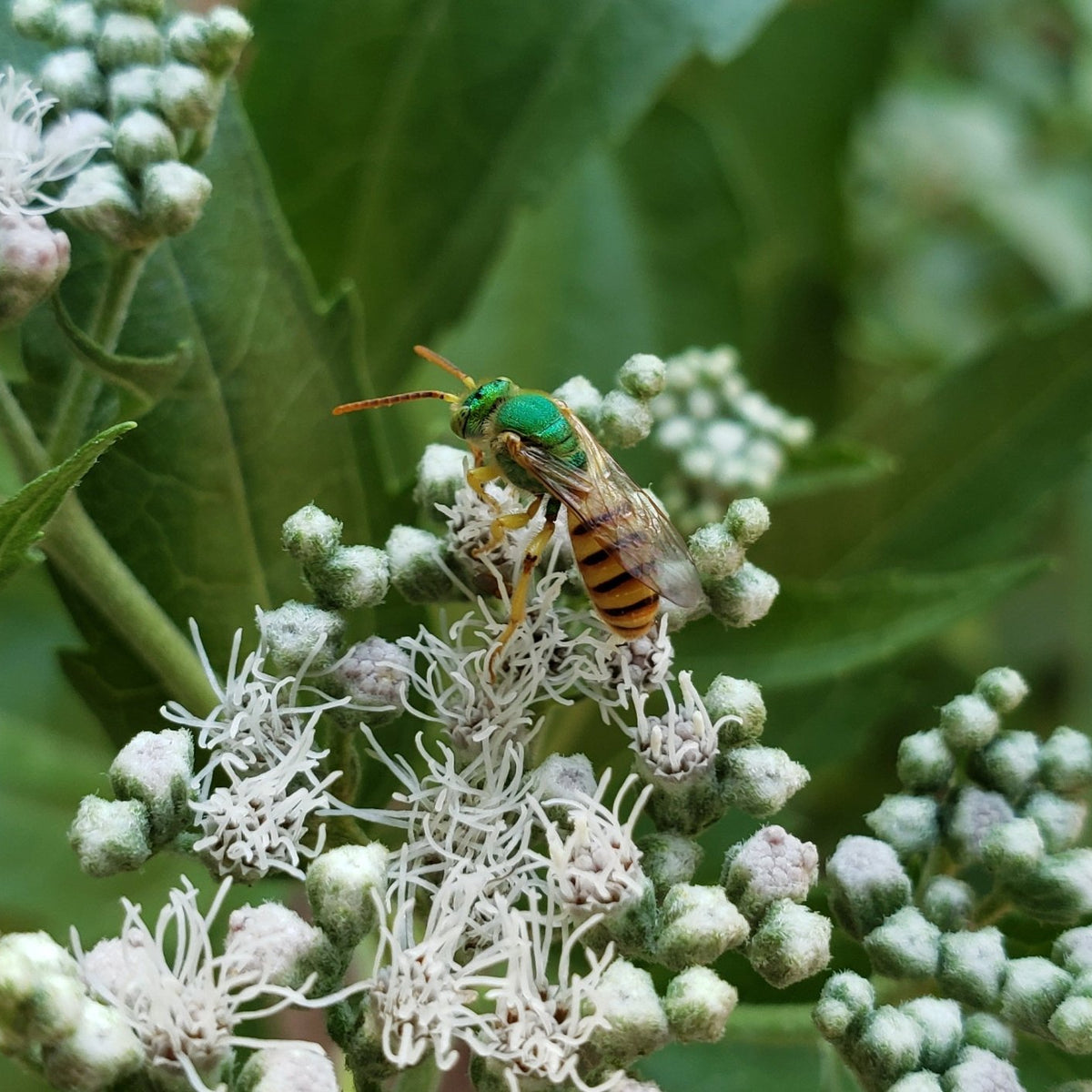 Eupatorium serotinum (Late Boneset)