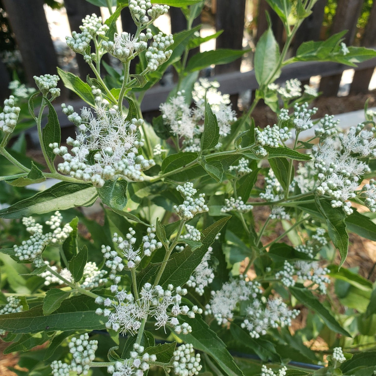 Eupatorium serotinum (Late Boneset)