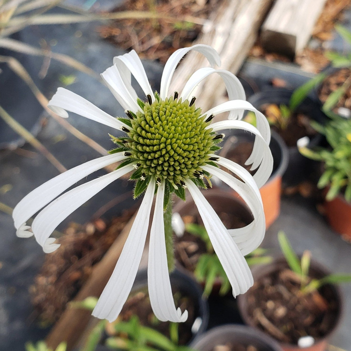 Echinacea pallida (Pale Coneflower)