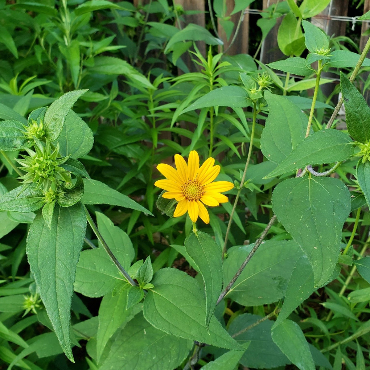 Helianthus hirsutus (Hairy Sunflower)