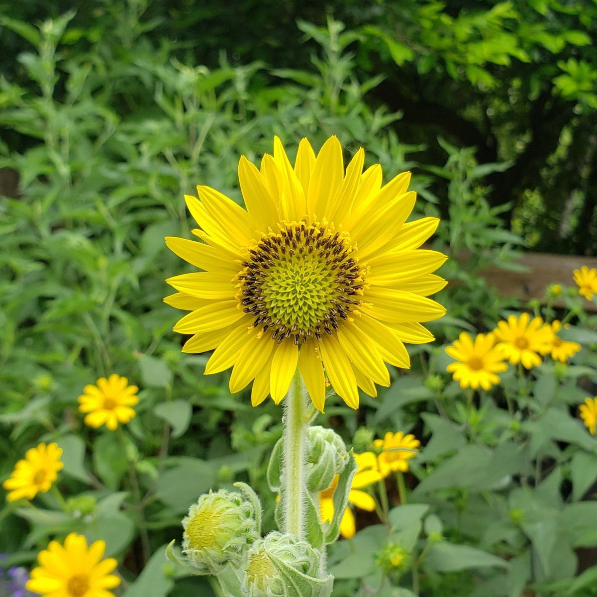 Helianthus mollis (Ashy Sunflower)