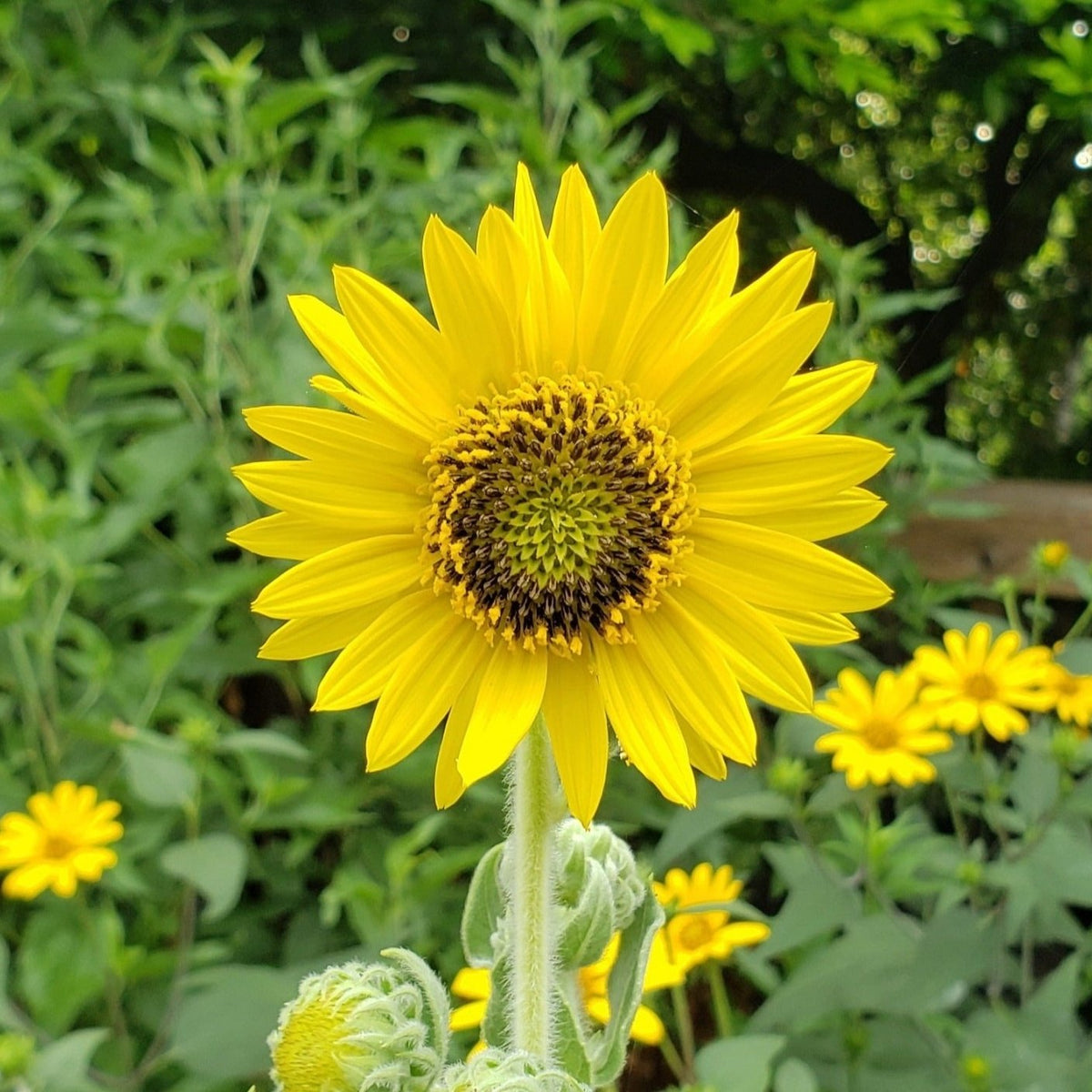 Helianthus mollis (Ashy Sunflower)