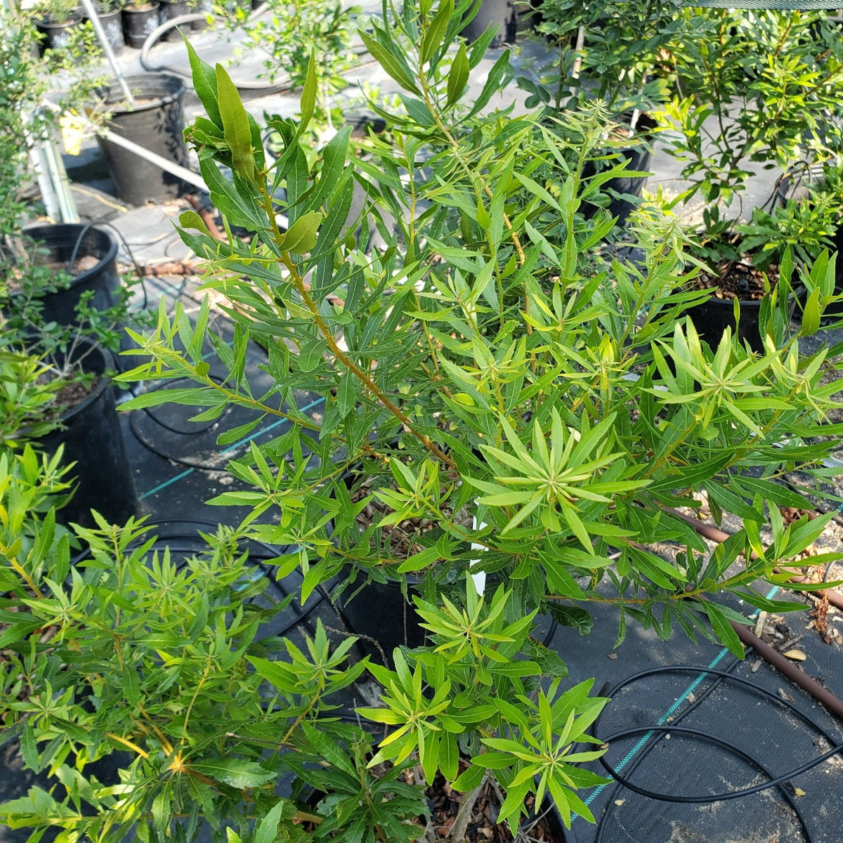 Morella cerifera (Wax Myrtle)