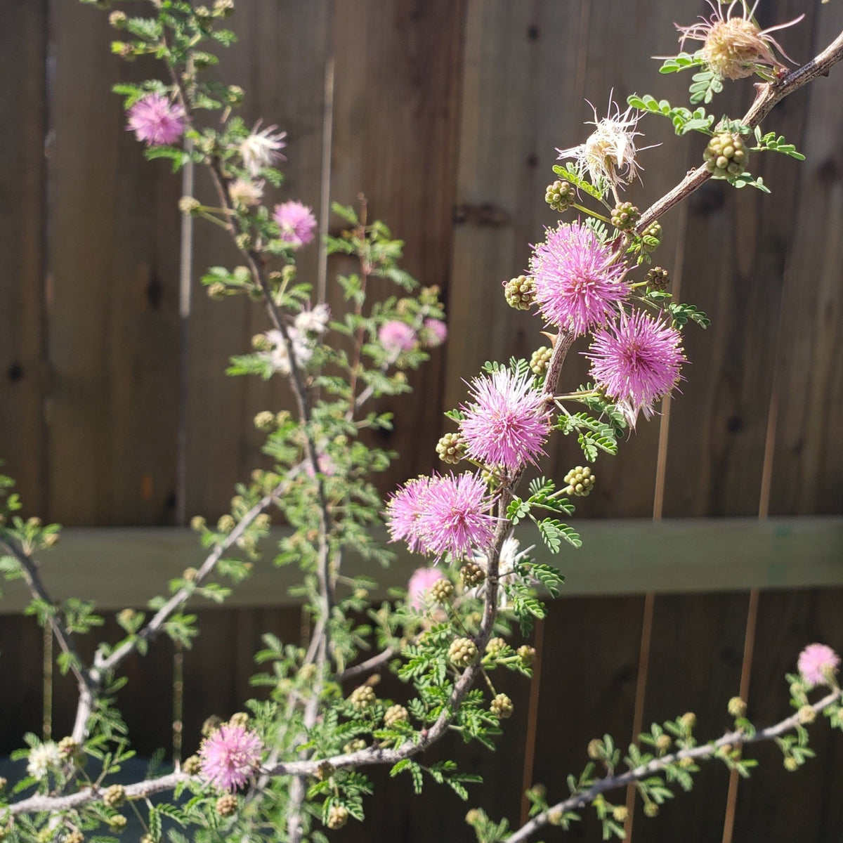 Mimosa borealis (Fragrant Mimosa)