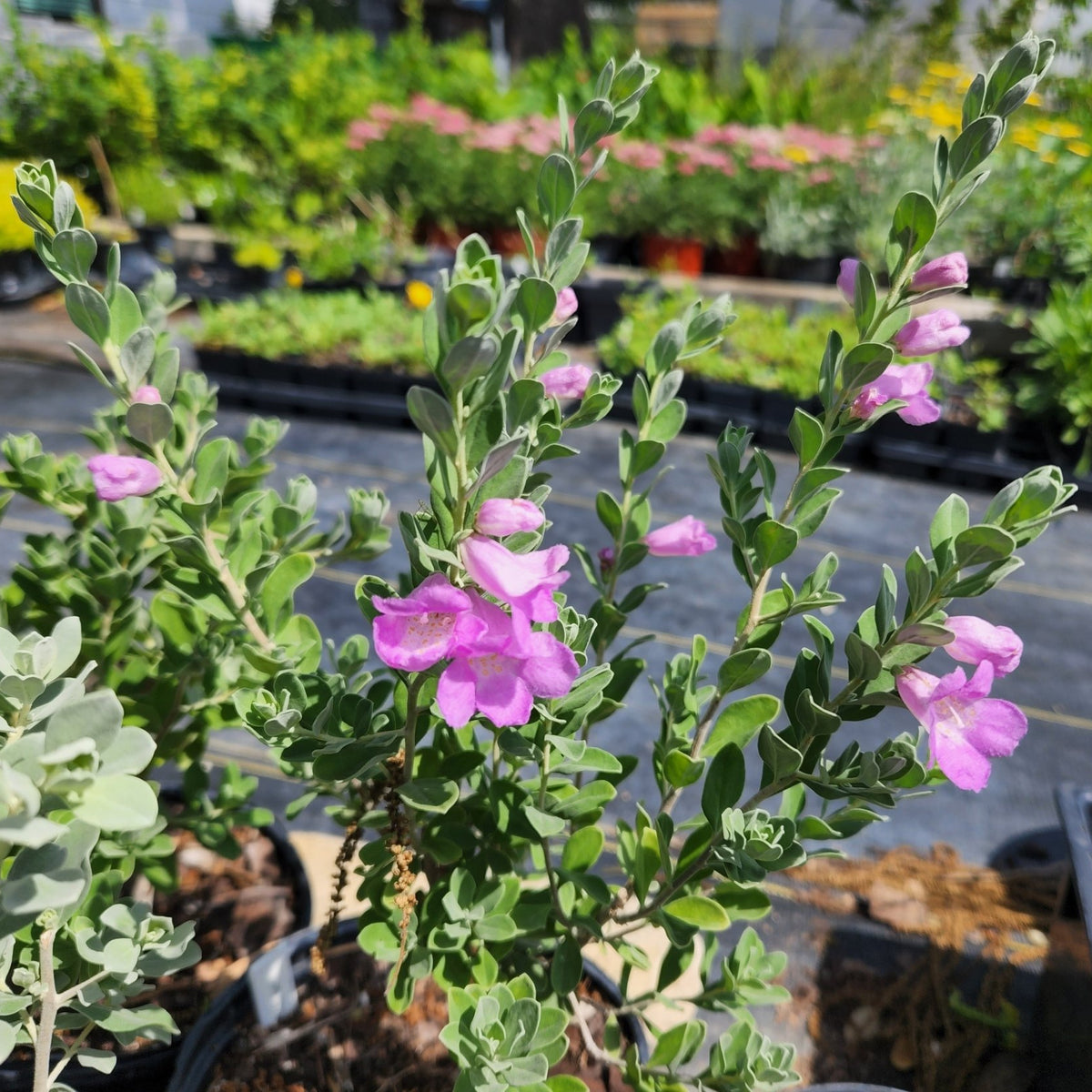 Leucophyllum frutescens (Green Texas Sage)