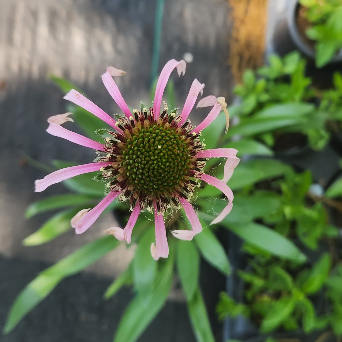 Echinacea pallida (Pale Coneflower)