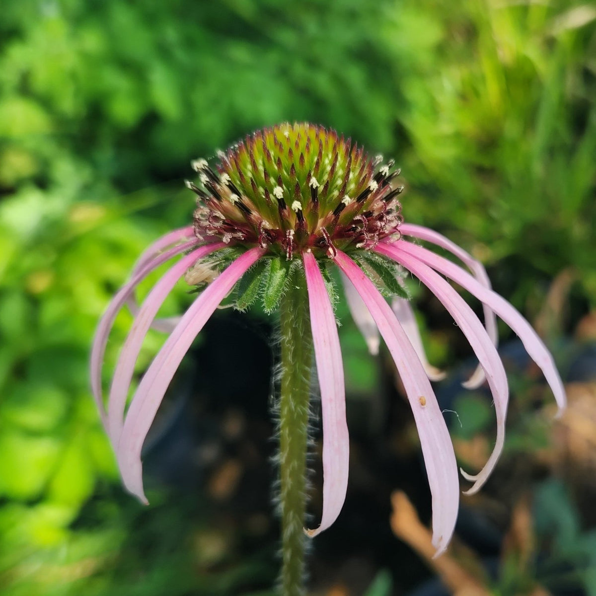 Echinacea pallida (Pale Coneflower)