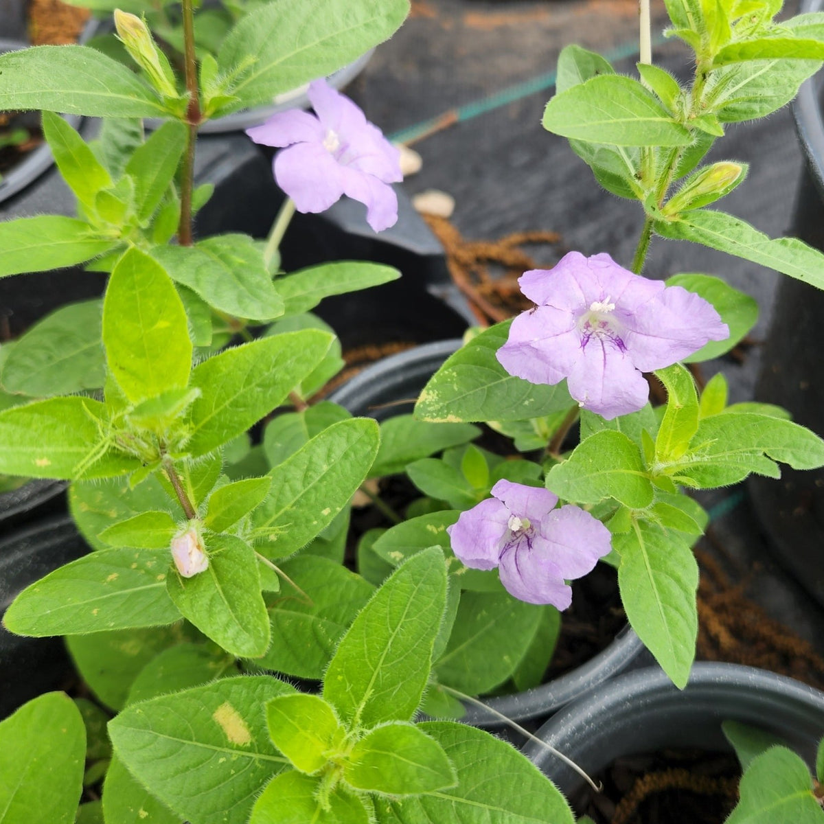 Ruellia humilis (Prairie Petunia)