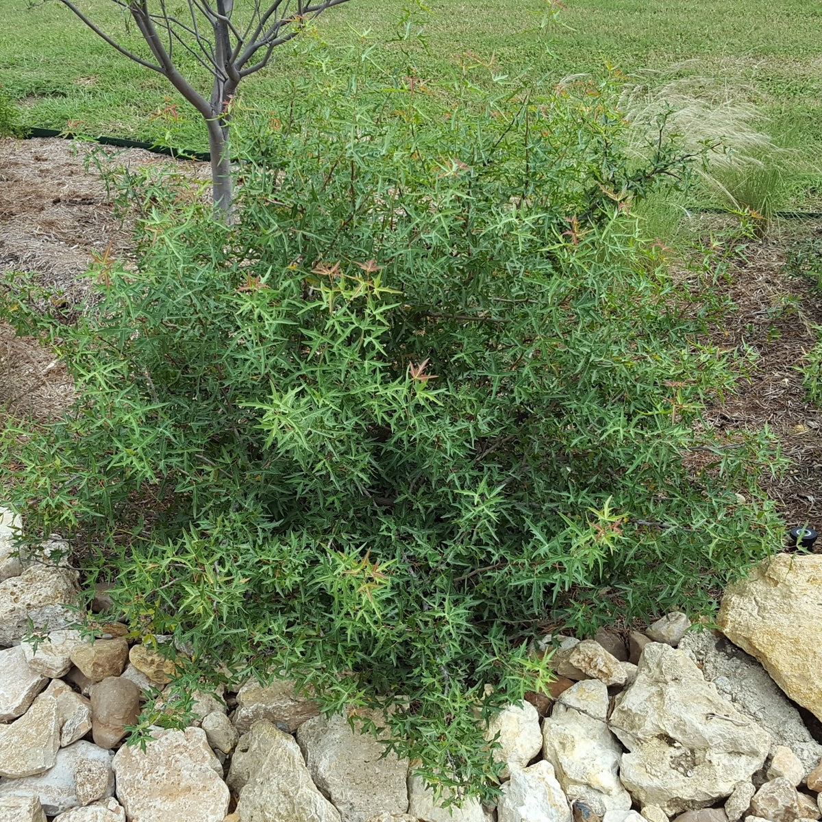 Agarita (Mahonia trifoliolata)