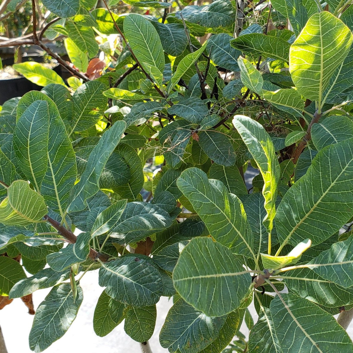 American Smoke Tree (Cotinus obovatus)