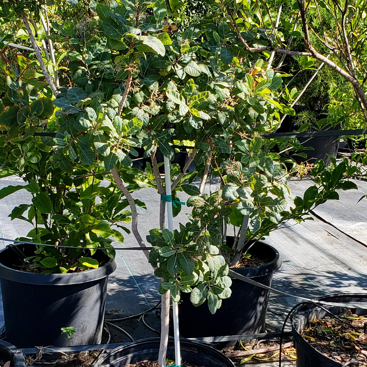 American Smoke Tree (Cotinus obovatus)