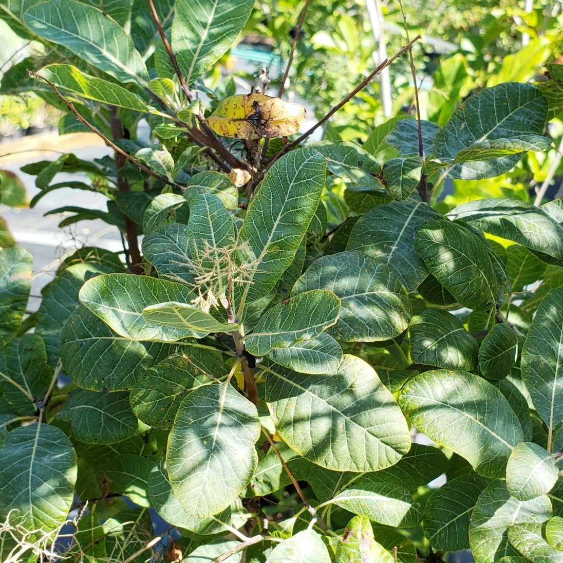 American Smoke Tree (Cotinus obovatus)