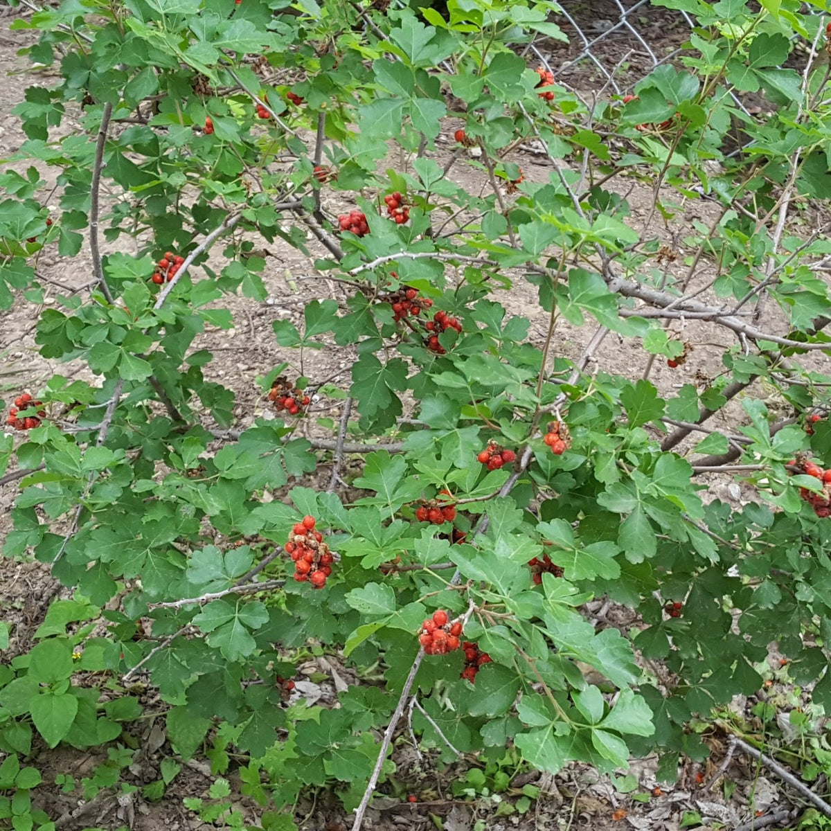 Sumac, aromatic (Rhus aromatica)