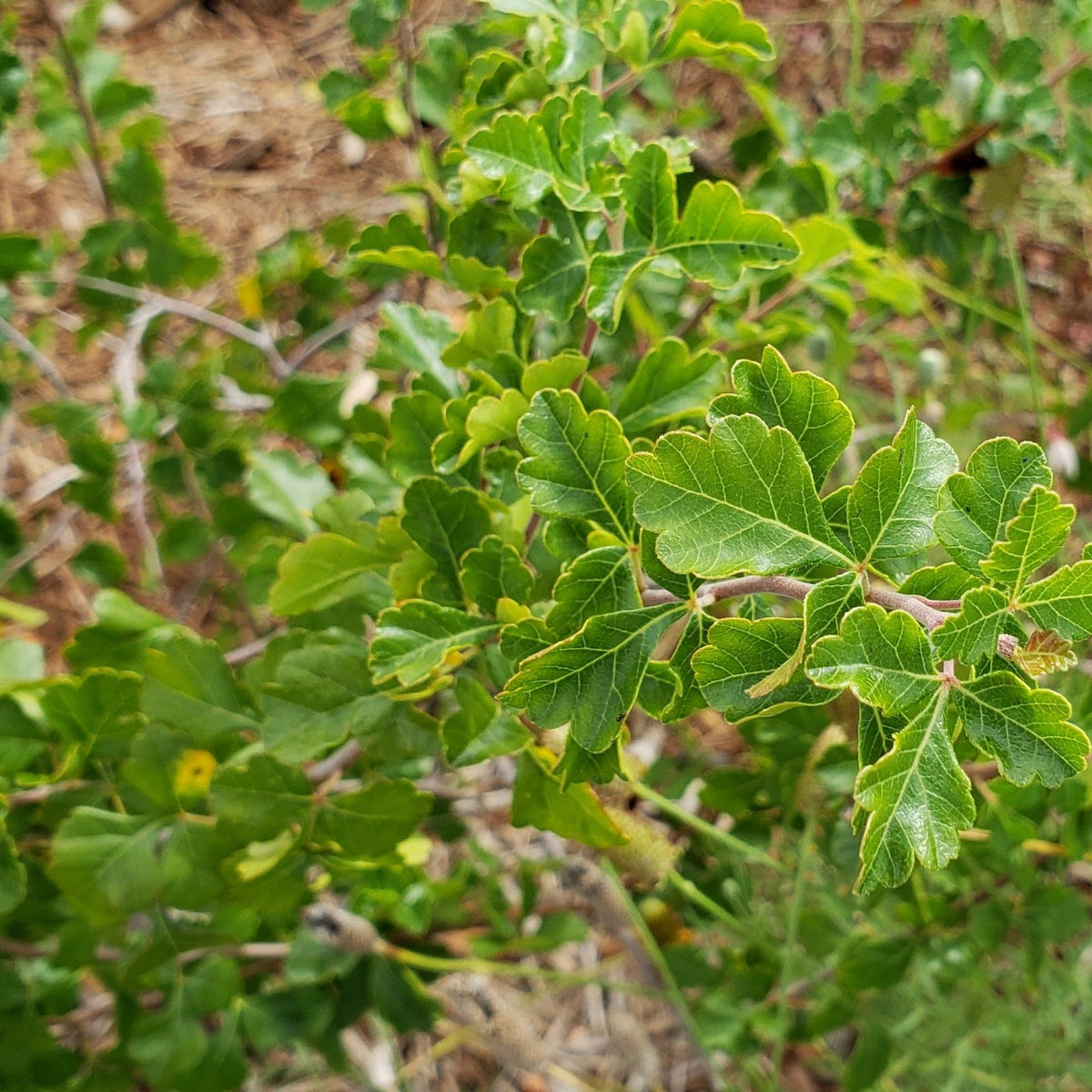Sumac, aromatic (Rhus aromatica)