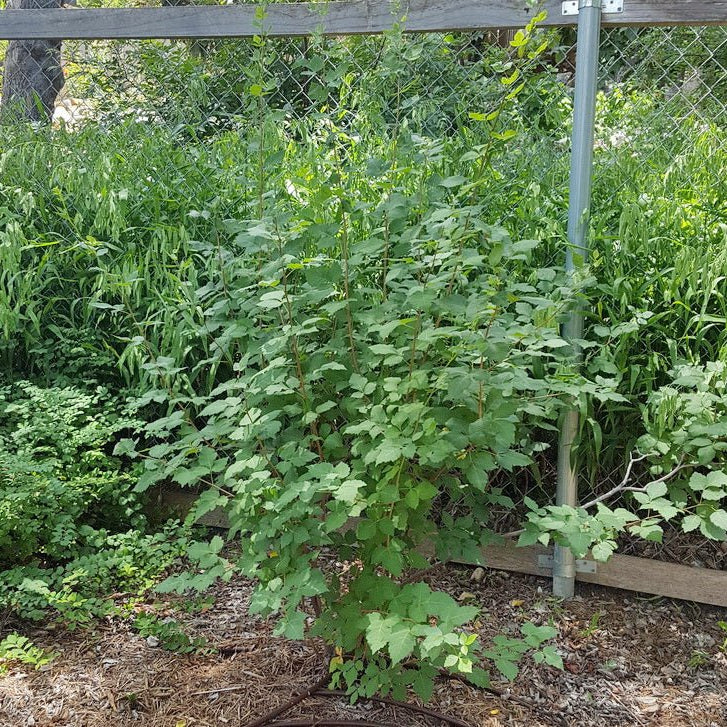 Aromatic sumac Rhus aromatica
