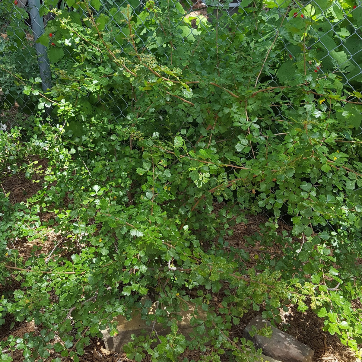 Sumac, aromatic (Rhus aromatica)