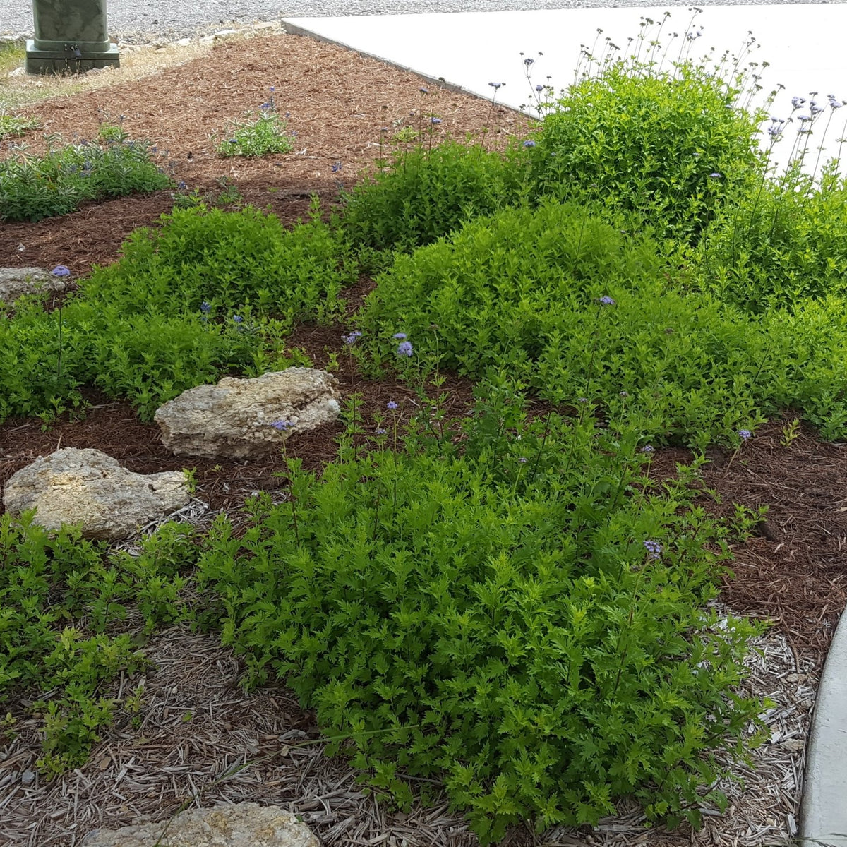 Gregg's Mistflower (Conoclinium greggii)