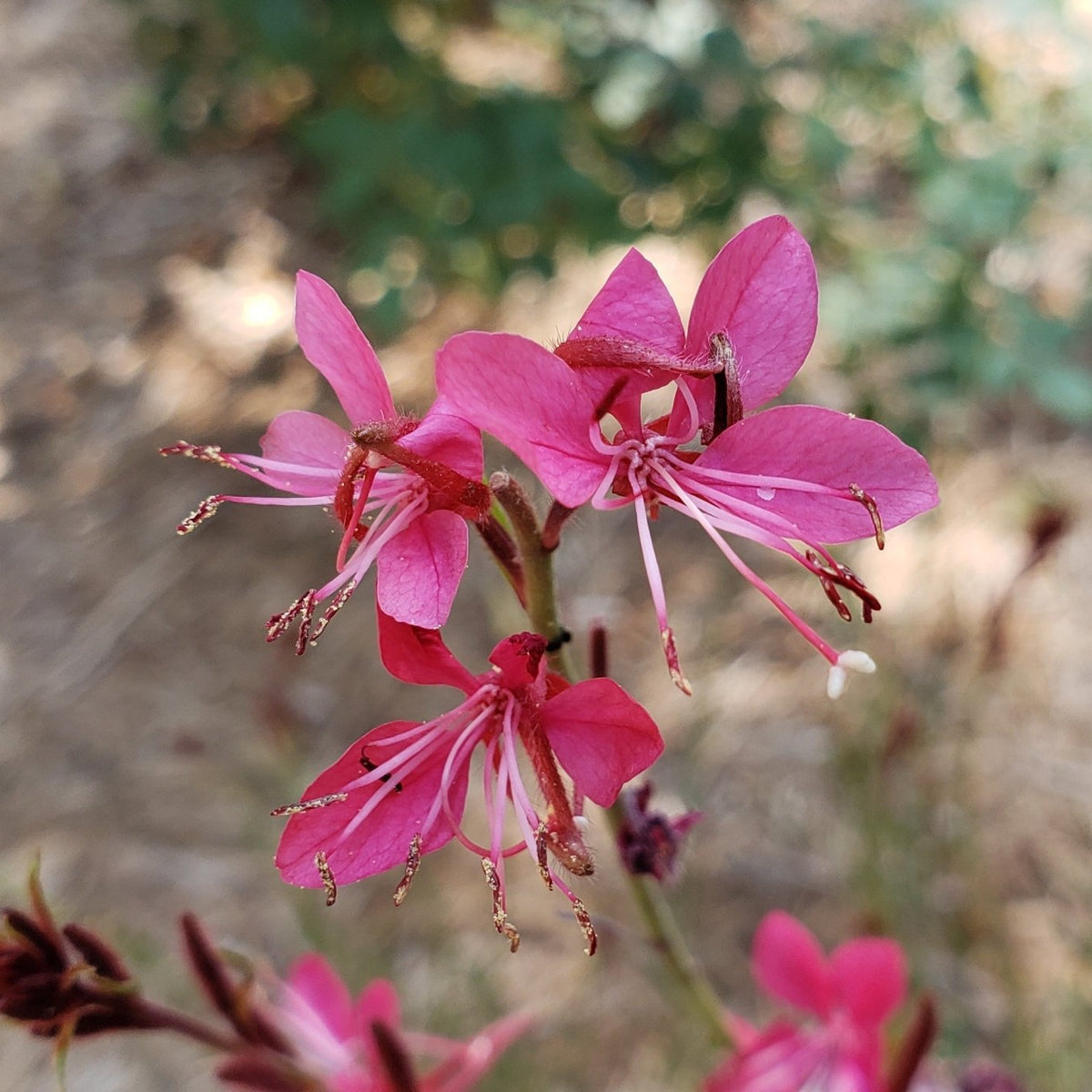 Oenothera lindheimeri 'Belleza Dark Pink' (Gaura 'Belleza Dark Pink')