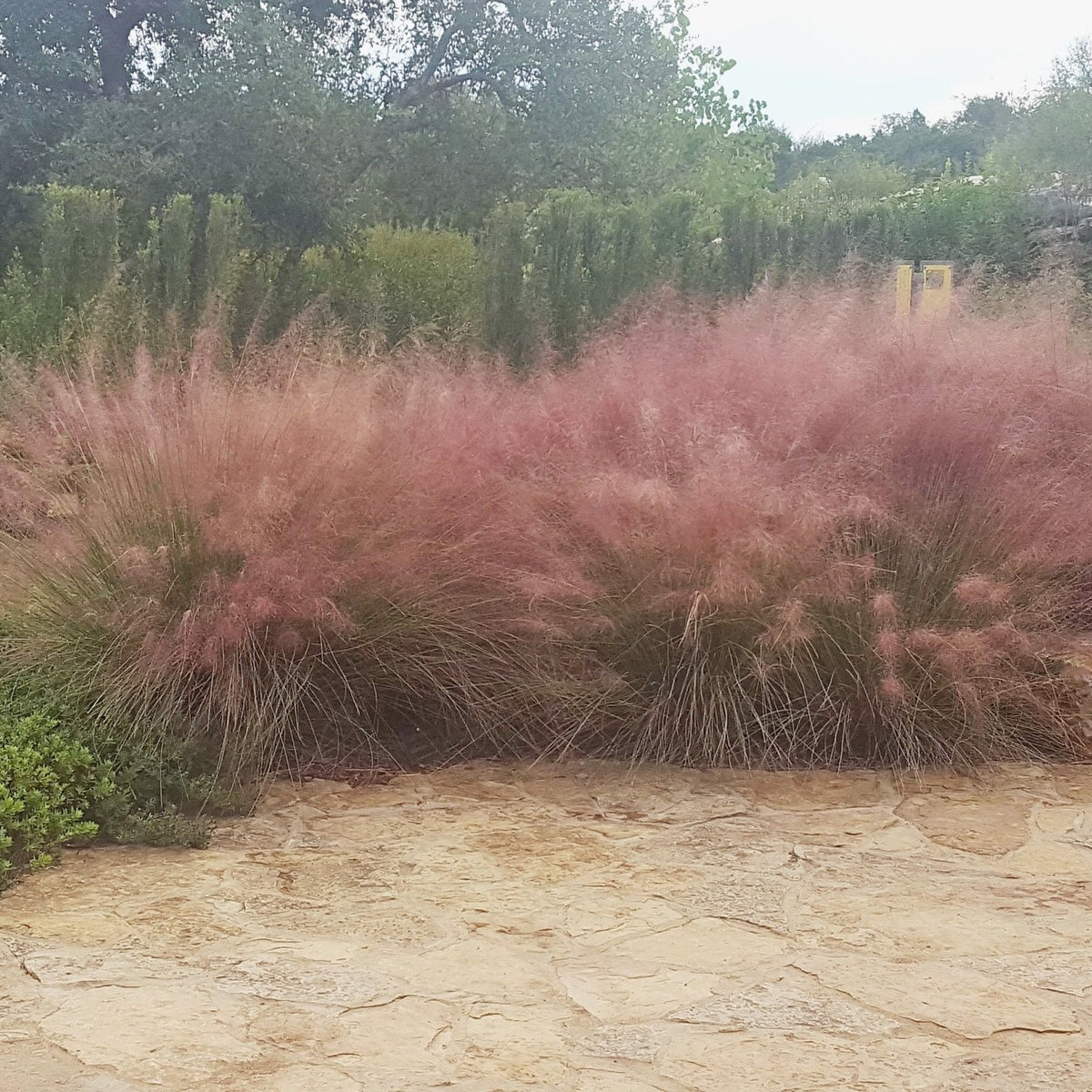 Gulf Muhly (Muhlenbergia capillaris)
